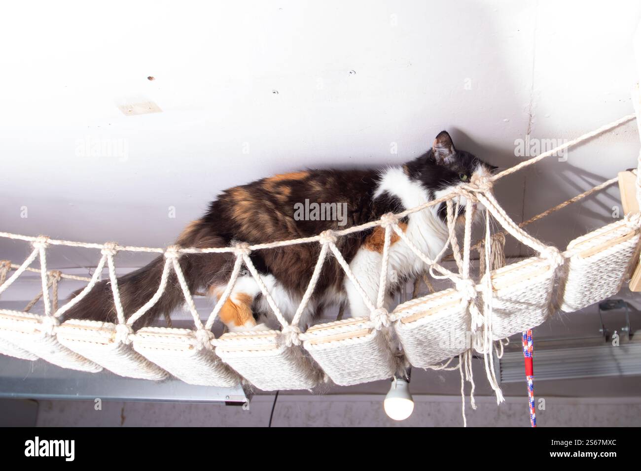 Nell'immagine, c'è un gatto domestico che riposa su un ponte di corda e guarda direttamente la macchina fotografica, mostrando i suoi baffi e la sua curiosa espressione Foto Stock