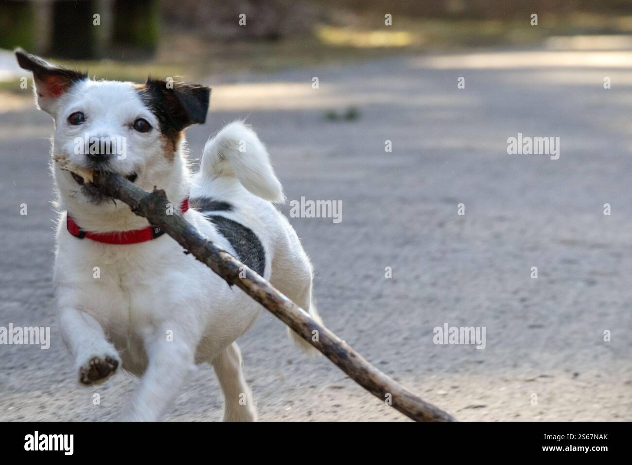 Un cane bianco felice con macchie nere che portano un bastoncino in bocca e corrono lungo la strada. Foto Stock