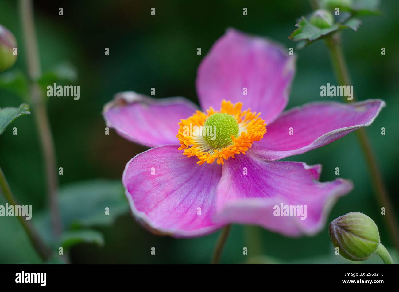 Anemone x hybrida 'Robustissima' - anemone giapponese con fiori singoli rosa tenue a forma di tazza, Inghilterra sud-orientale, Regno Unito. Foto Stock