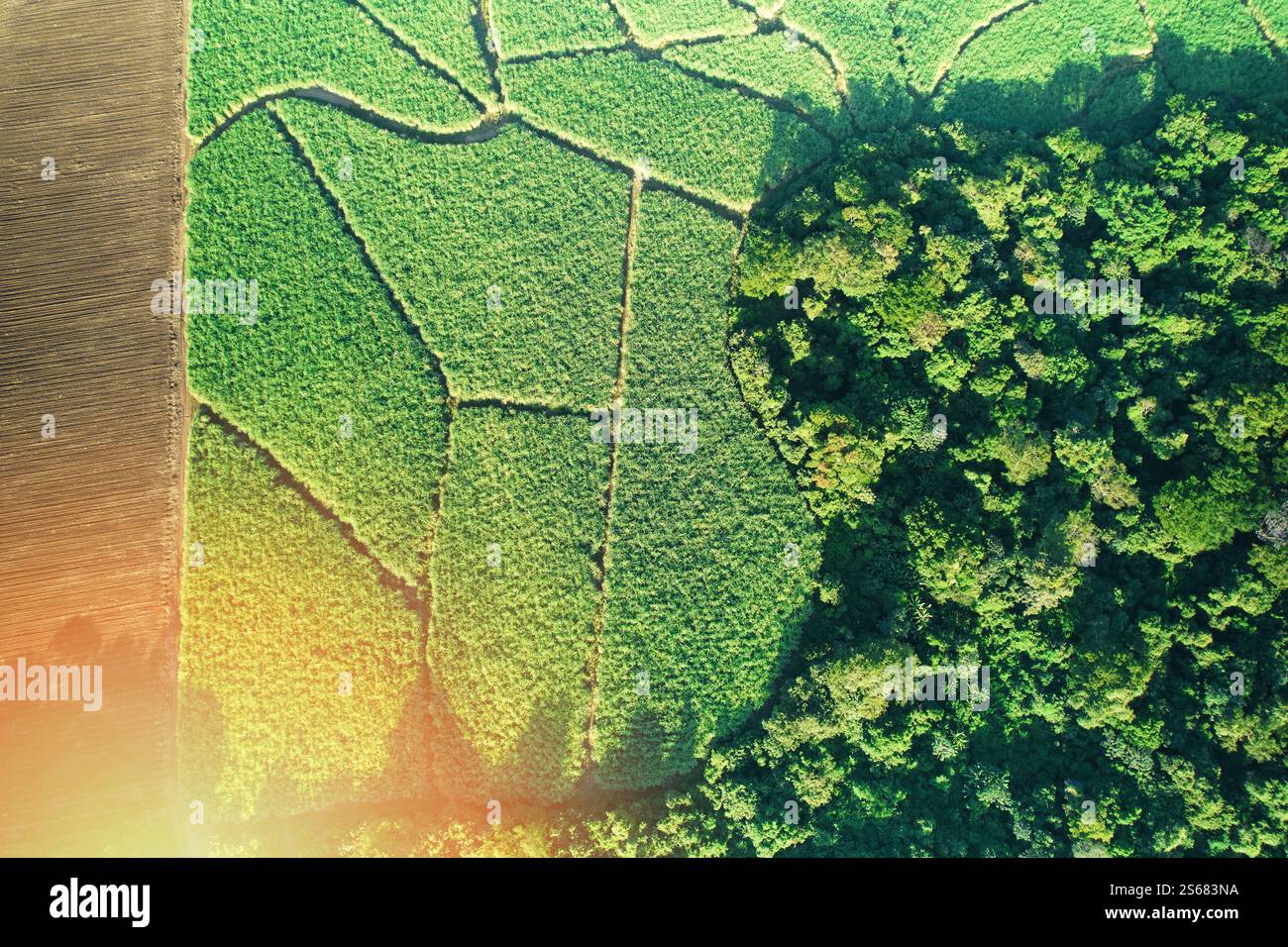 Campo di piantagione verde con luce solare sopra la vista superiore del drone Foto Stock