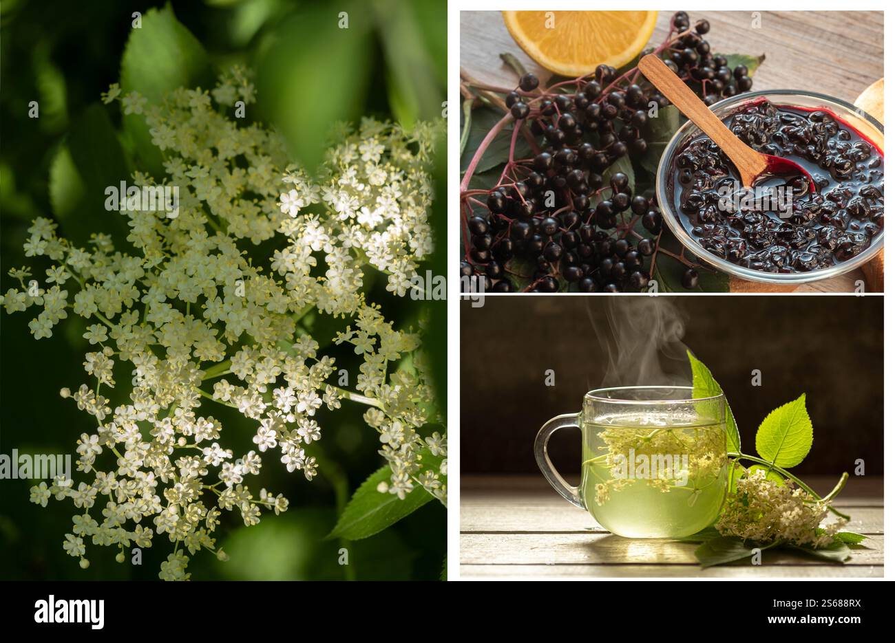 Collage. Marmellata di sambuchi, frutti di bosco freschi, piante fiorite e tazza di tè dai fiori anziani. concetto di piante medicinali. Foto Stock