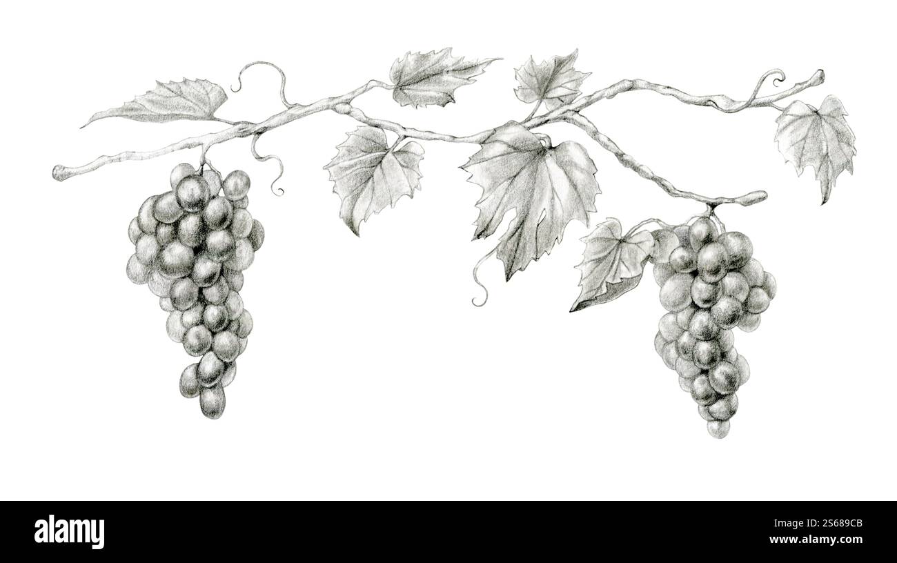 Uva su un ramo con foglie. Illustrazione tradizionale su carta, la mia opera d'arte. Foto Stock