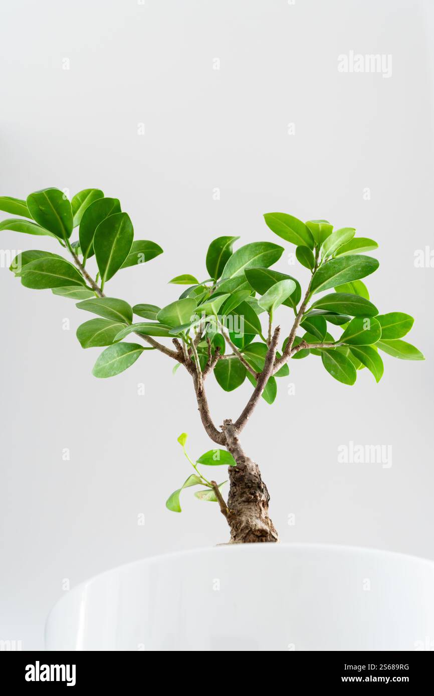 Colpo ad angolo basso di un rigoglioso albero di ficus bonsai in vaso verde in una pentola bianca e collocato all'interno. Arredamento con piante da interni. Foto Stock