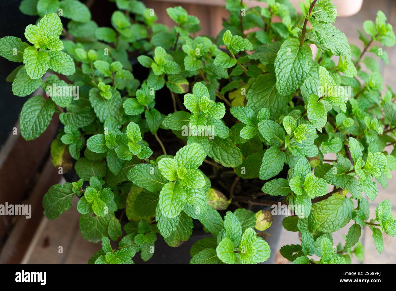 Primo piano di menta verde fresca che cresce in un vaso di piante nel giardino all'aperto. Chiamata anche Mentha spicata o menta da giardino. Foto Stock