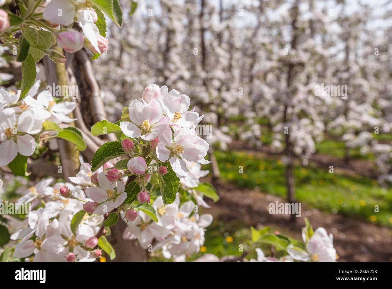 Meli in fiore in un frutteto, primo piano, Kressbronn am Bodensee, Baden-Wuerttemberg, Germania Foto Stock