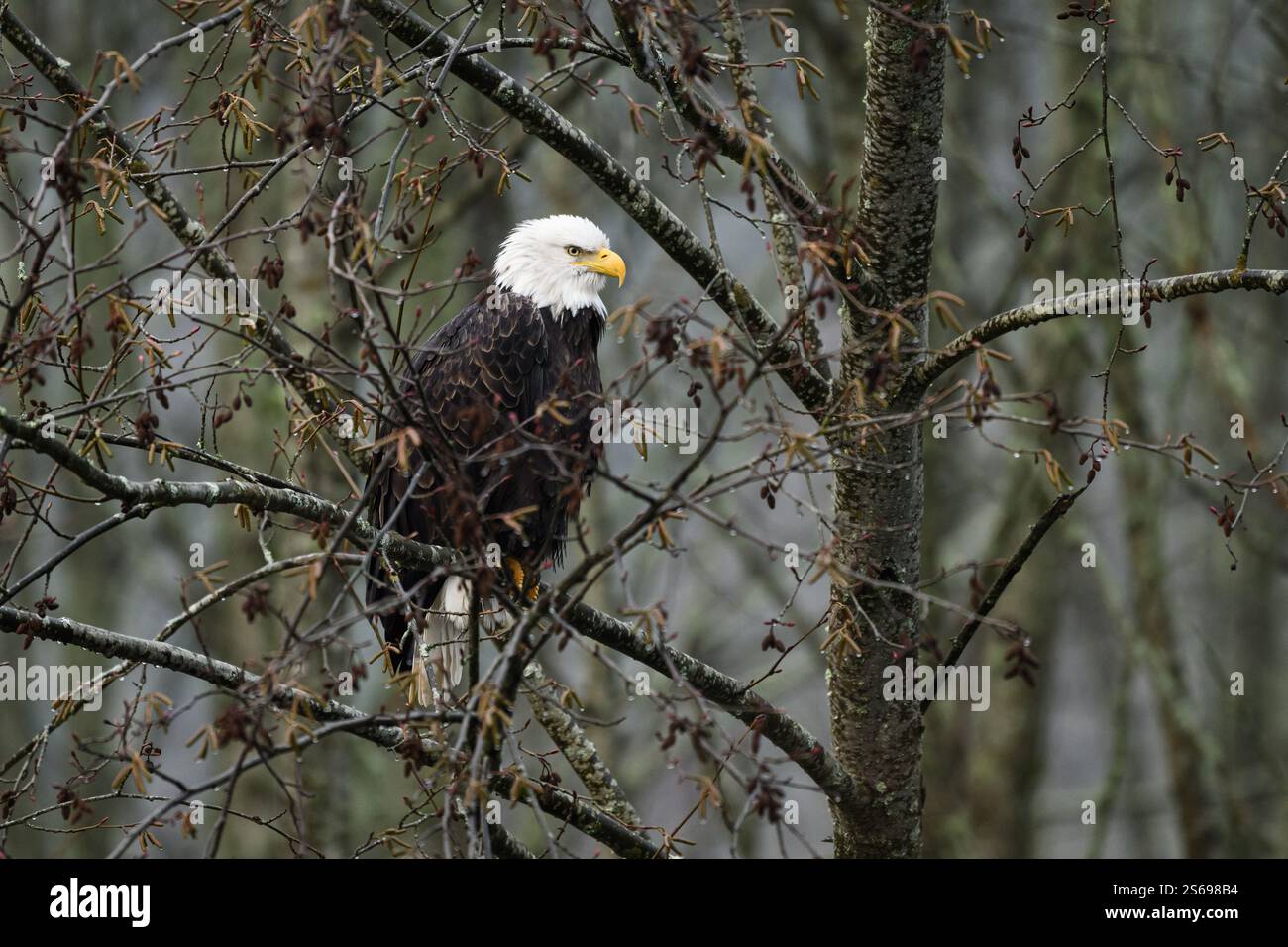 Aquila calva Haliaeetus leucocephalus nell'albero invernale in piedi sul ramo Foto Stock