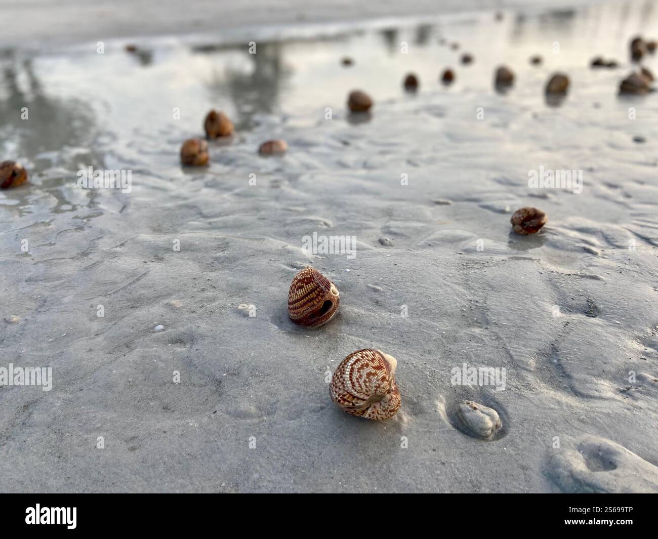 Lumache di spiaggia Foto Stock