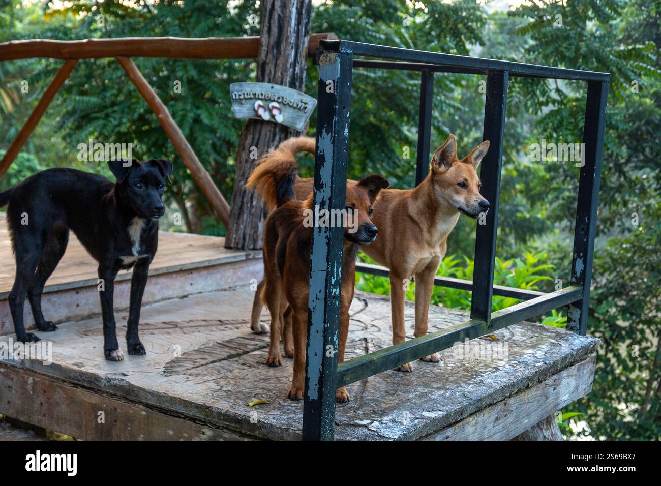 Questo grande garage dispone di un alto soffitto in legno con travi a vista, pavimento in cemento e diversi ripiani. Ideale per parcheggi, officine o. Foto Stock