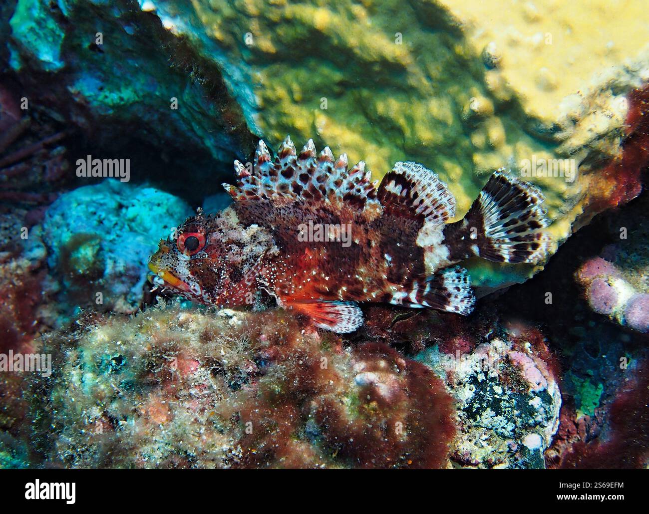 Scorpaena maderensis - scorpione di Madeira Foto Stock