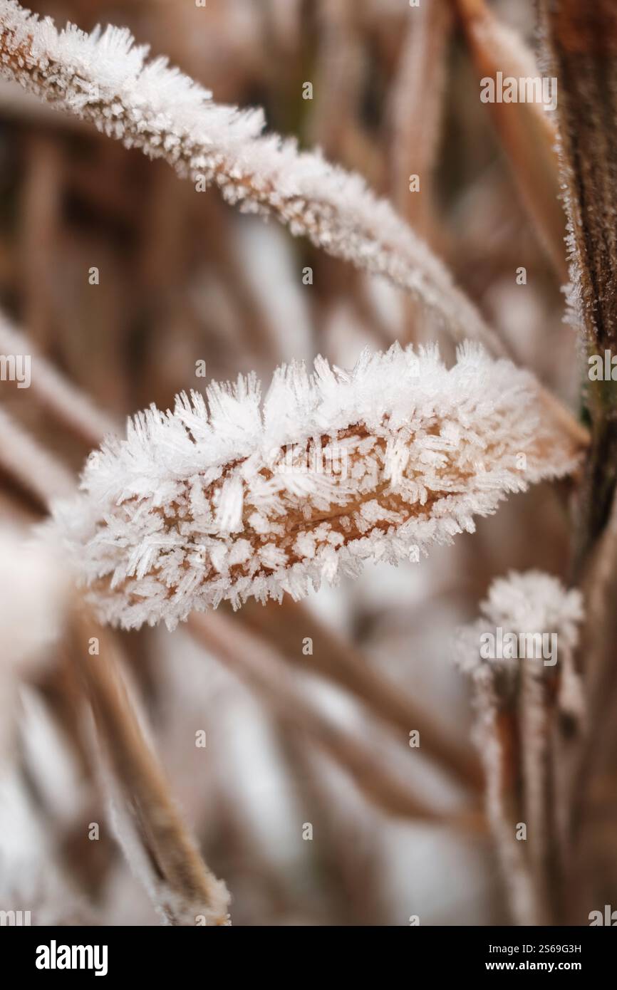 Autunno morto marrone Miscanthus sinensis 'Zebrinus' Zebra erba ricoperta di cristalli di ghiaccio Foto Stock