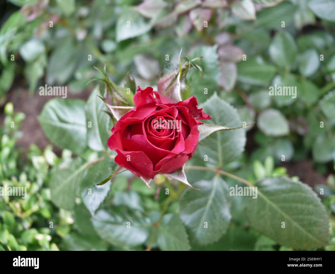Primo piano di una rosa rossa della cina (rosa chinensis Jacq.) tra le foglie Foto Stock
