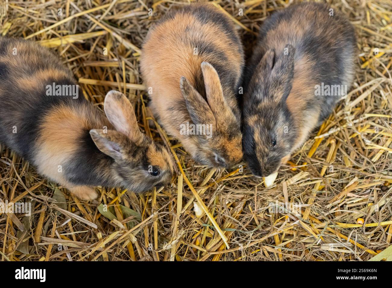 Adorabile trio di soffici conigli bruni e neri che sgranocchiano sul fieno in un ambiente accogliente. Natura, animali, vita di campagna e animali di piccola taglia in autunno Foto Stock