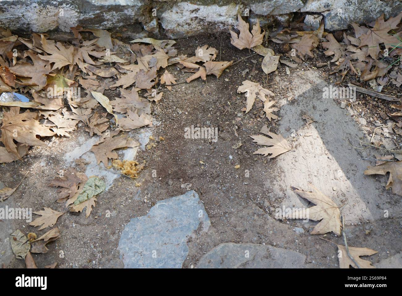 Foglie cadute a terra - splendido sfondo naturale autunnale Foto Stock