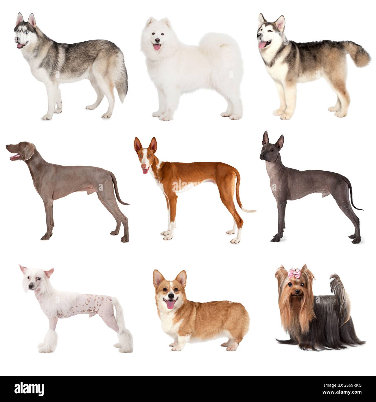 Gruppo di cani di varie razze isolati su sfondo bianco Foto Stock