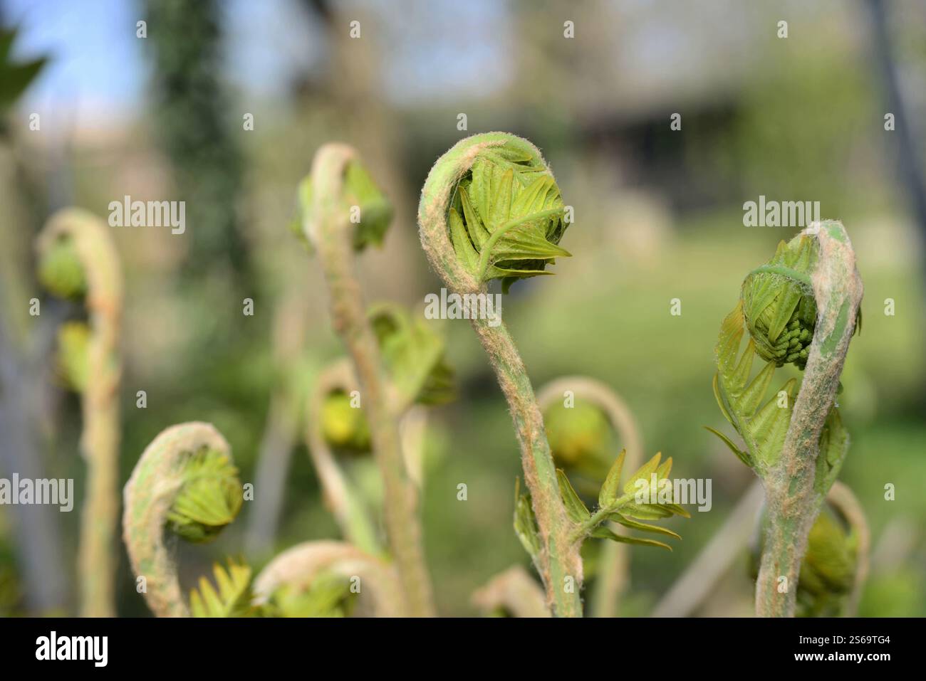 Forme curiose di nuovi scatti di felce reali all'inizio della primavera Foto Stock