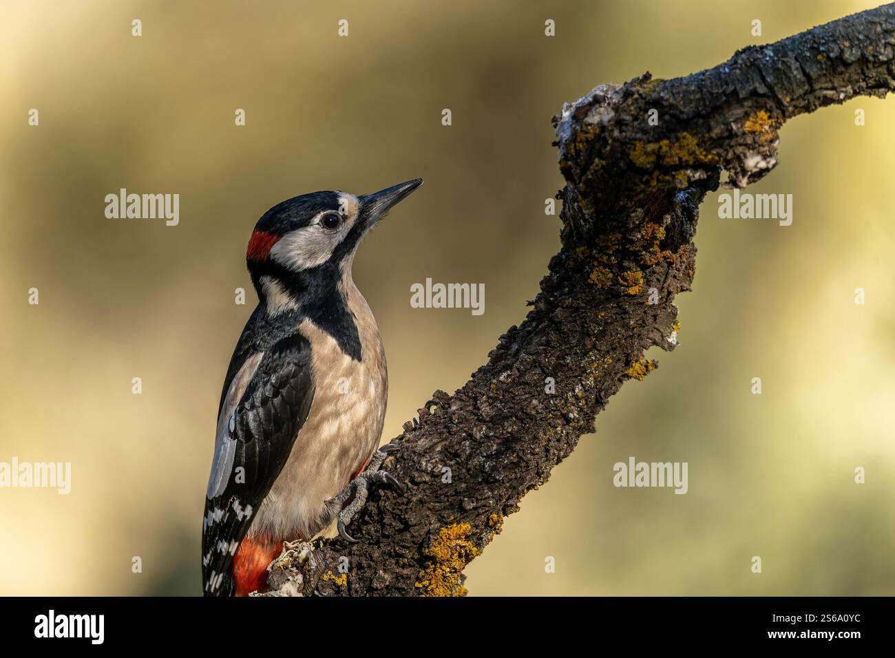 Grande picchio maculato (Dendrocopos Major) arroccato su un ramo ricoperto di licheni, che mostra il suo caratteristico piumaggio rosso, nero e bianco in l naturale Foto Stock