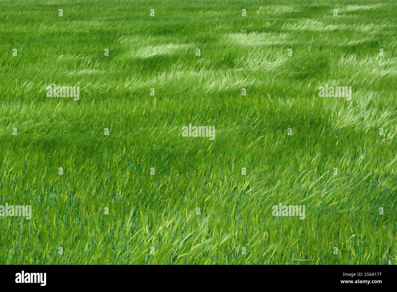 Catalogna, campi verdi di cereali mescolati dalla brezza di aprile Foto Stock
