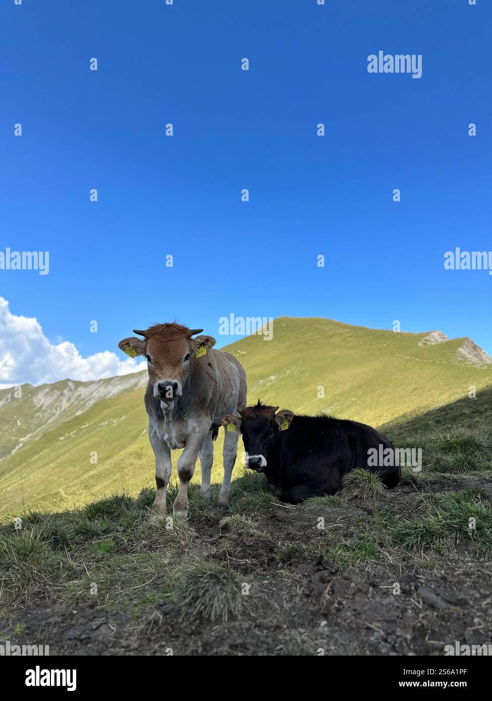 Serenità alpina: Due giovani mucche che godono della bellezza tranquilla delle montagne sotto un cielo azzurro. 🐄⛰️ - Immagine stock catturata con smartphone