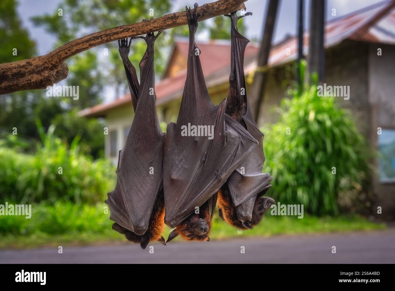 Un grande gruppo di pipistrelli giganti è appeso al rovescio da un ramo di albero in un ambiente lussureggiante e vivace, che mostra il loro riposo unico e interessante Foto Stock