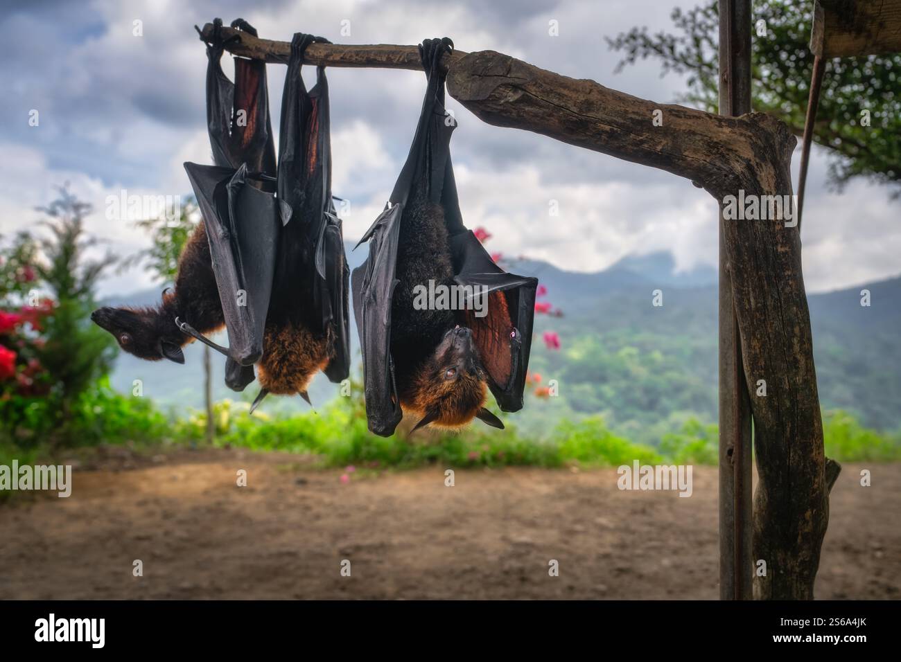 Un gruppo di pipistrelli giganti è appeso a testa in giù su un robusto ramo, adagiato su uno sfondo panoramico mozzafiato caratterizzato da montagne lontane e verde lussureggiante Foto Stock
