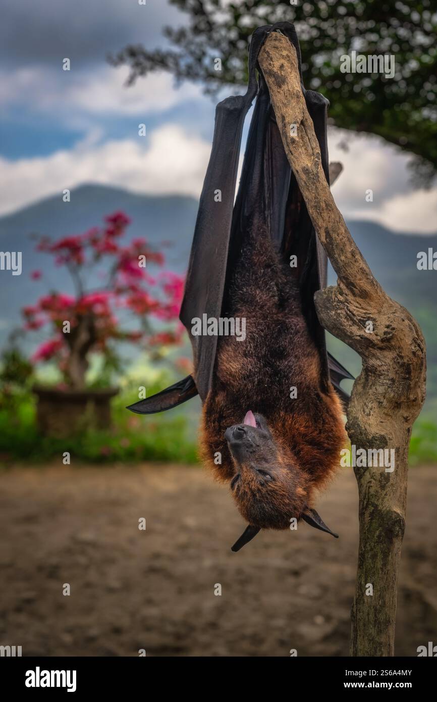 Uno splendido pipistrello gigante è graziosamente sospeso a testa in giù da un ramo, mostrando splendidamente le sue caratteristiche uniche contro un pittoresco e vibrante b Foto Stock