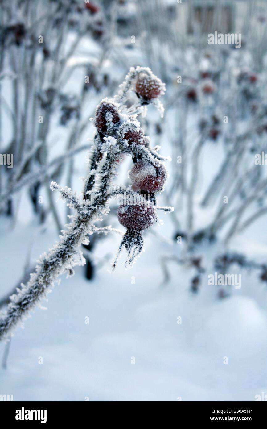 Inverno in Norvegia, ghiacciato e bello Foto Stock