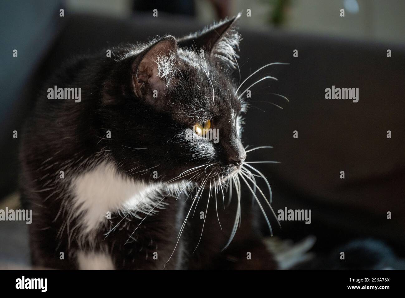 Gatto Tuxedo bianco e nero retroilluminato dalla luce del sole. Foto Stock