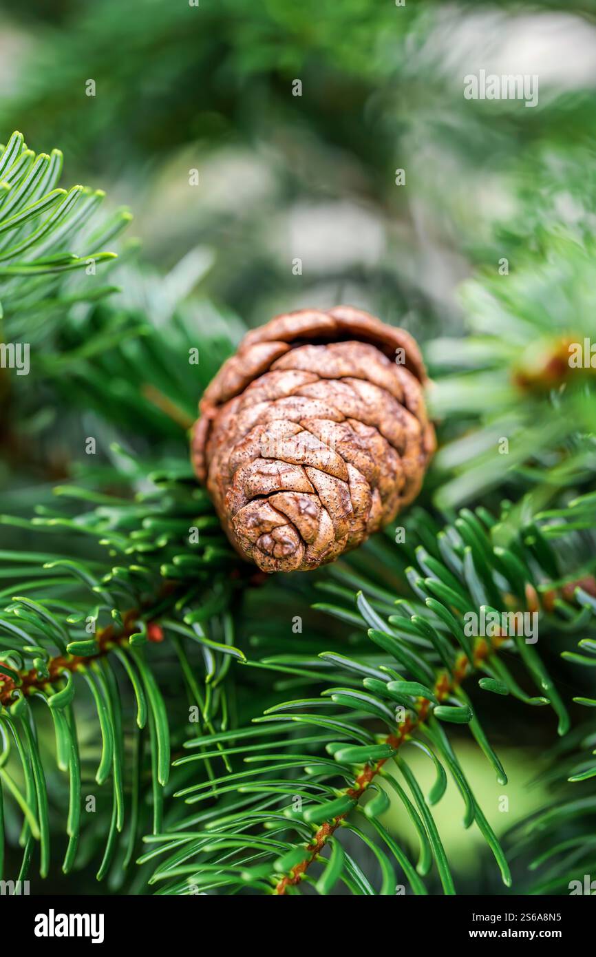 Immagine macro di un Pinecone annidato tra le foglie dell'albero Conifer Foto Stock