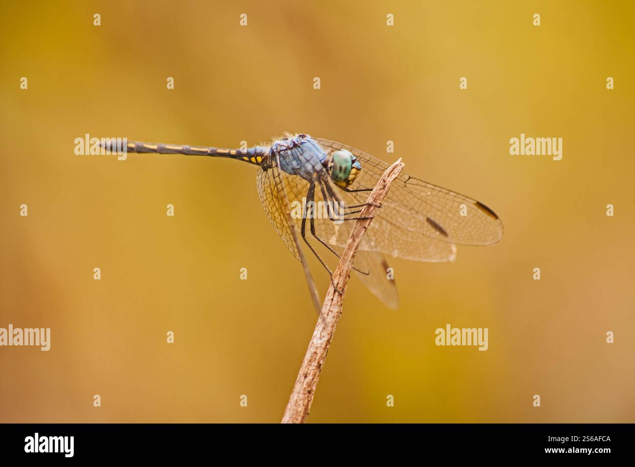 Halfshade Dropwing Trithemis aconita 16287 Foto Stock