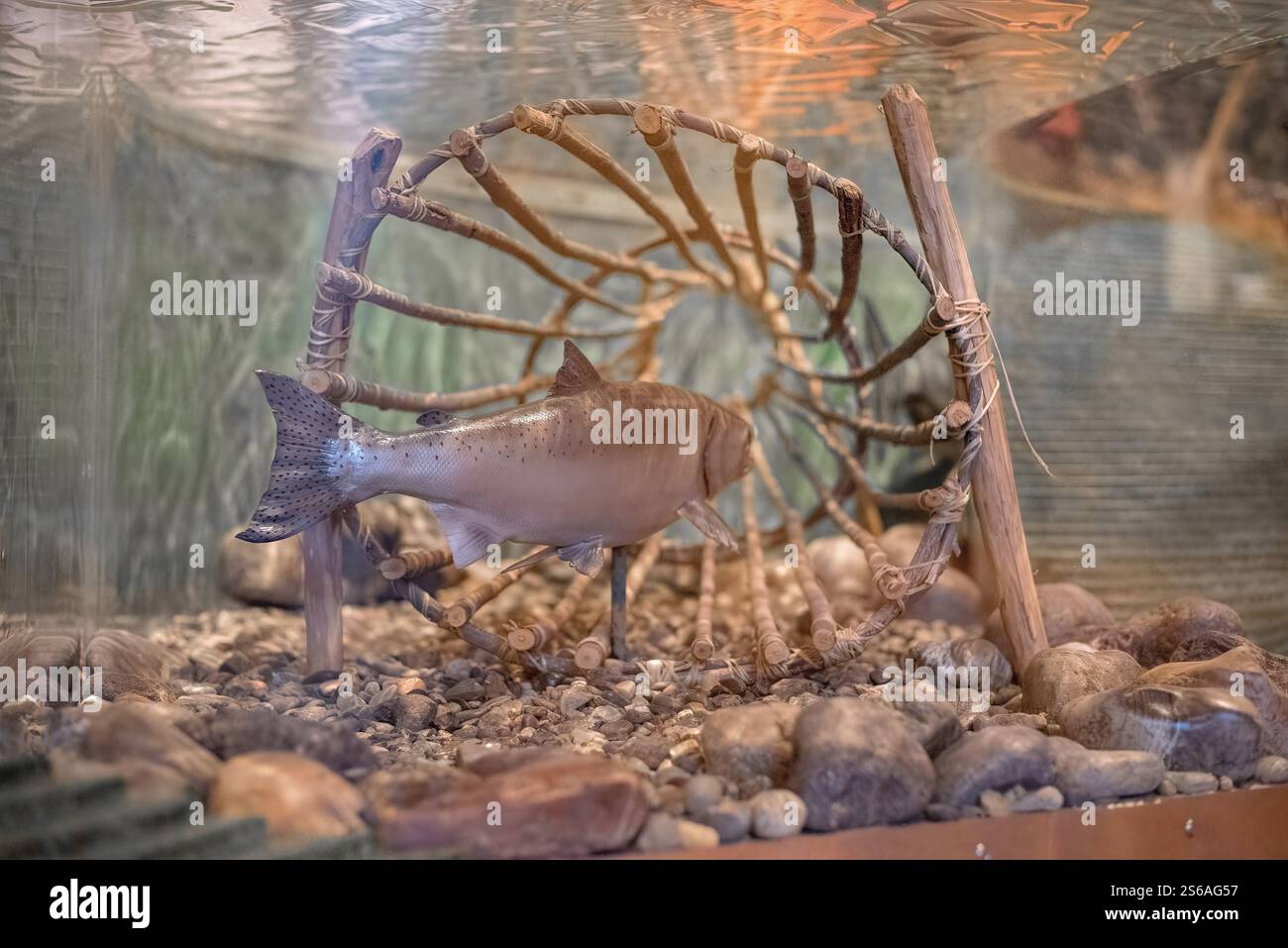 Sturgeon che nuota vicino a una ruota di legno in una vasca trasparente, adatta per documentari di vita acquatica e mostre educative. Foto Stock