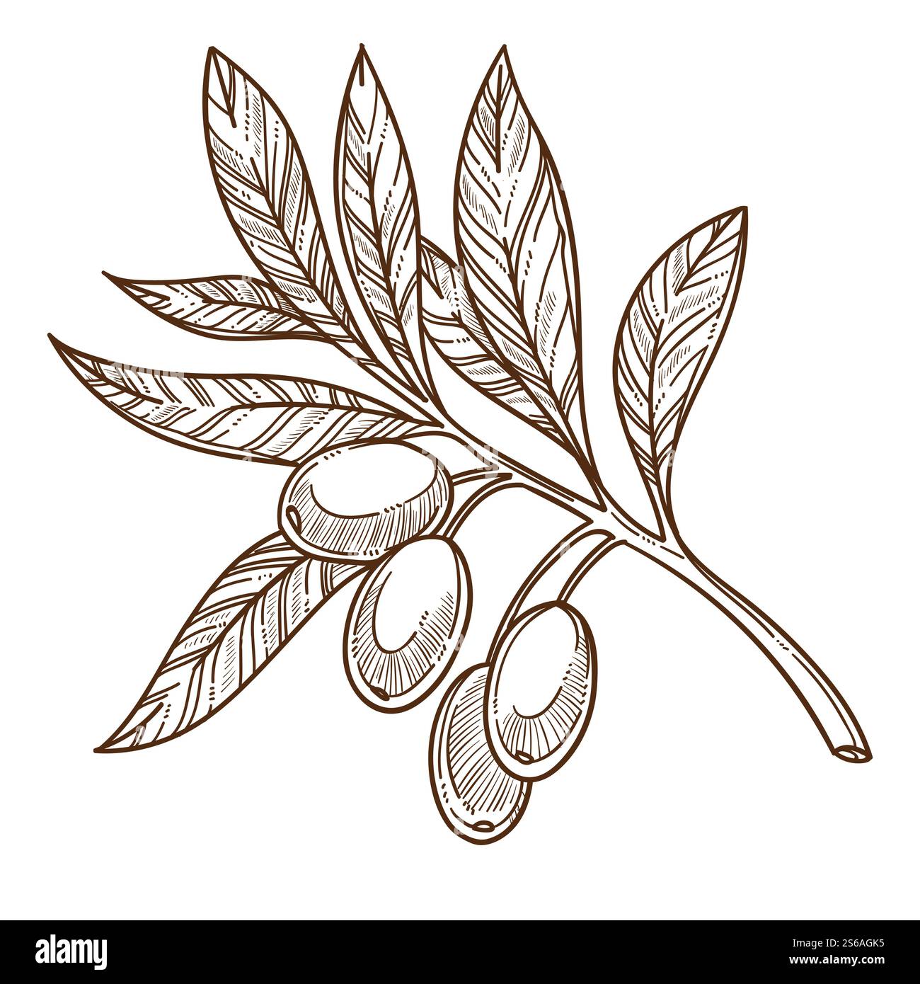 Ramo di olivo vegetale con foglie coltivazione di prodotti greci o vettoriale isolato schizzo raccolta botanica cucina vegetariana biologica o ingrediente naturale culinario agricoltura e coltivazione. Pianta di olive greche ramificato con foglie isolate schizzo Illustrazione Vettoriale