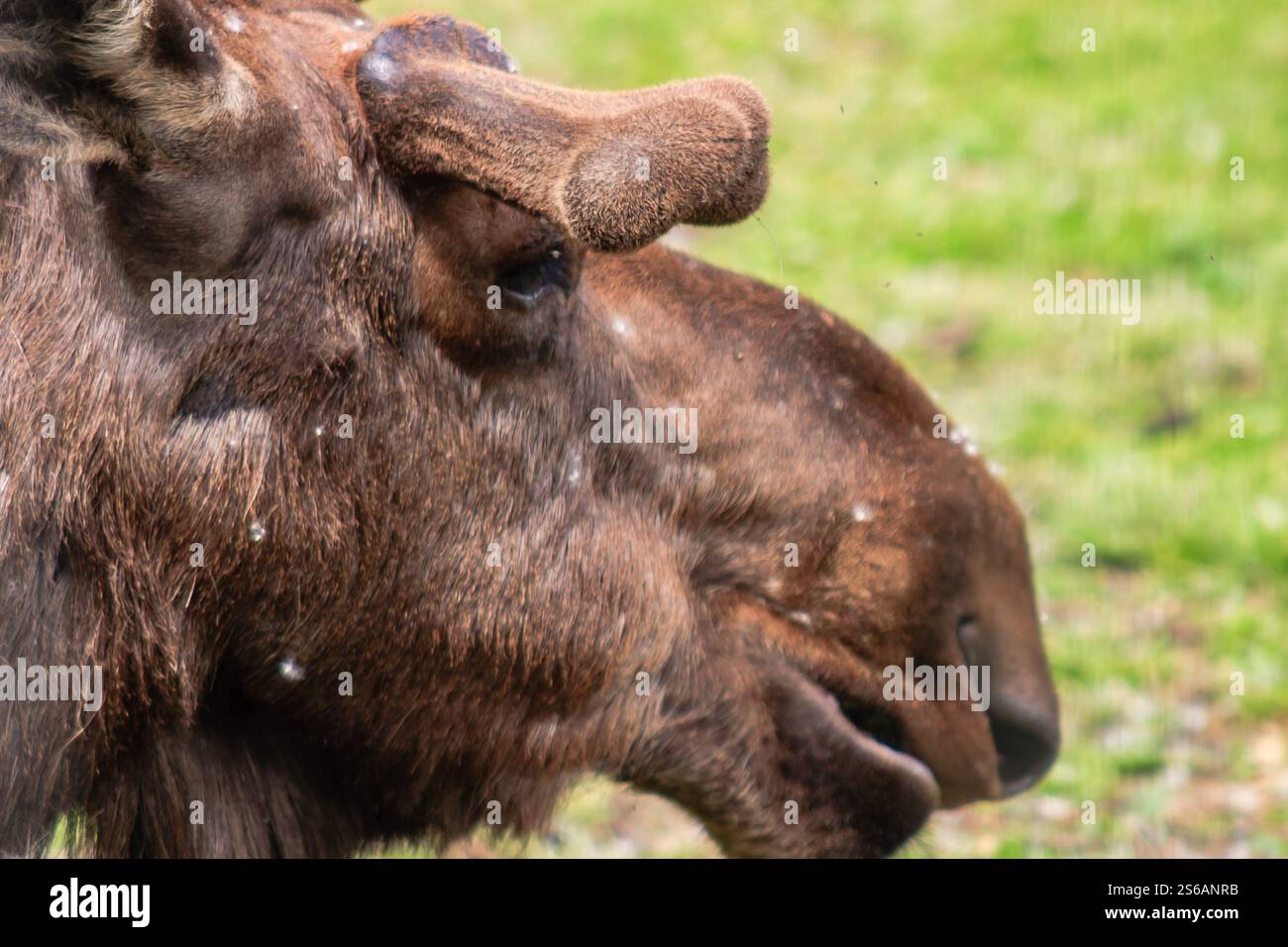 Un animale bruno con un grande corno sulla testa. L'avvisatore acustico è rivolto verso terra. L'animale sta guardando in basso Foto Stock