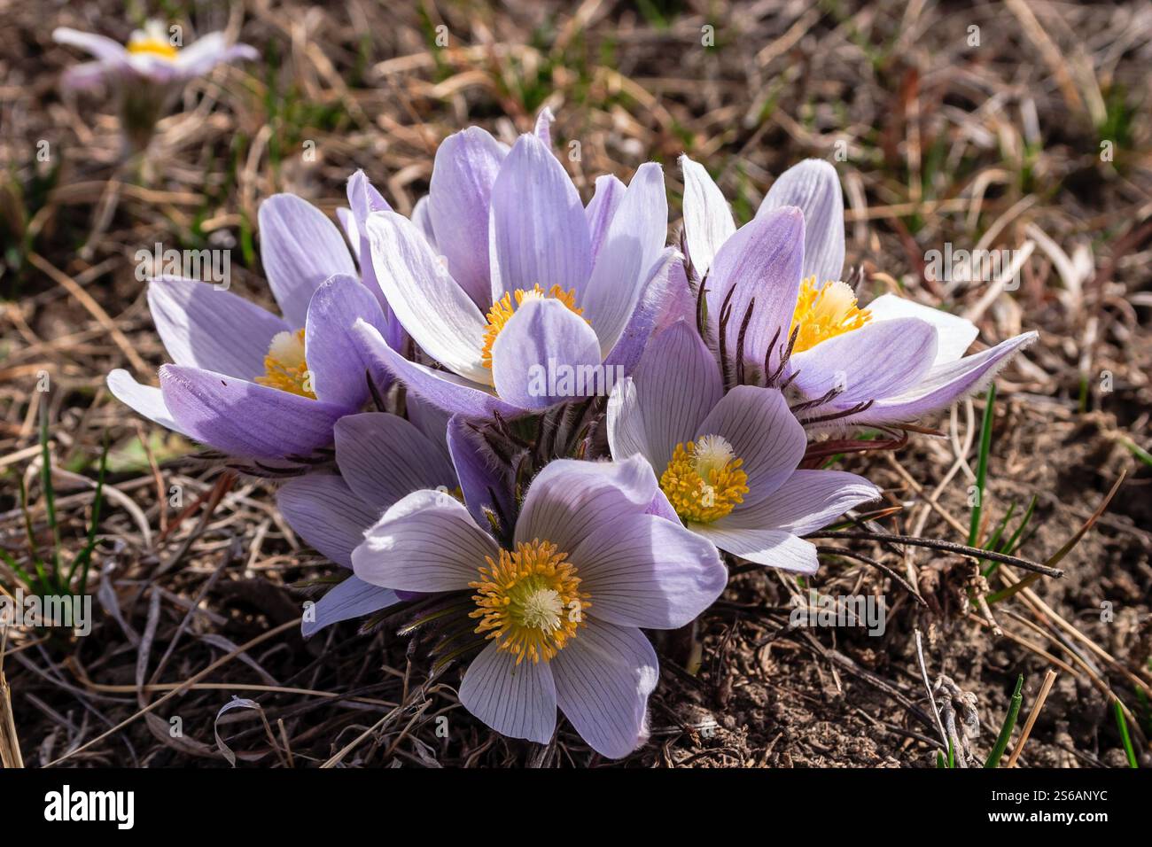 Un mucchio di fiori viola sono in un campo. I fiori sono in un campo con un po' d'erba Foto Stock