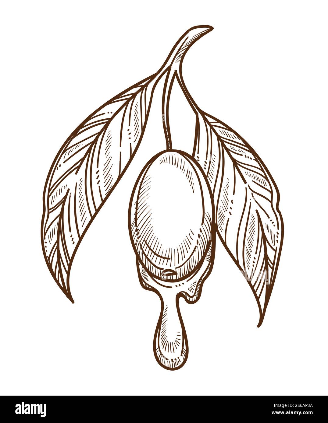 Ramificazione di piante e olio d'oliva con foglie coltivazione di prodotti greci o coltivazione di schizzi vettoriali isolati condimento e cucina botanica vegetariana, cucina alimentare biologica o agricoltura di ingredienti naturali culinari. Ramo della pianta di olio d'oliva con foglie isolate Illustrazione Vettoriale