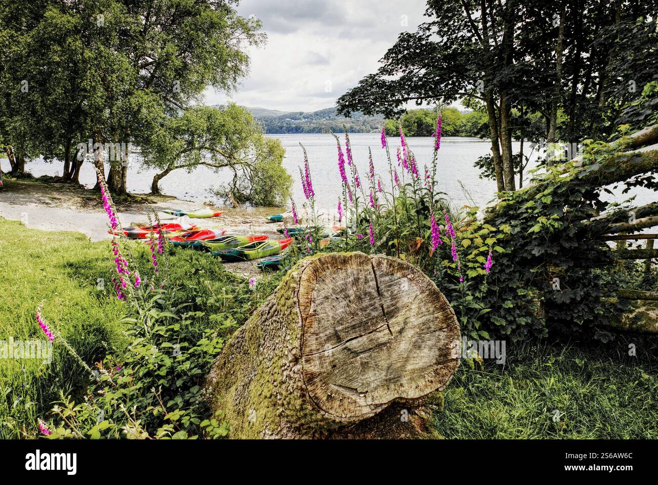 Kayak colorati sulle rive del lago Windermere, Cumbria, Lake District, Regno Unito, nelle soleggiate giornate estive circondati da guanti a volpe e alberi con ceppo in primo piano Foto Stock