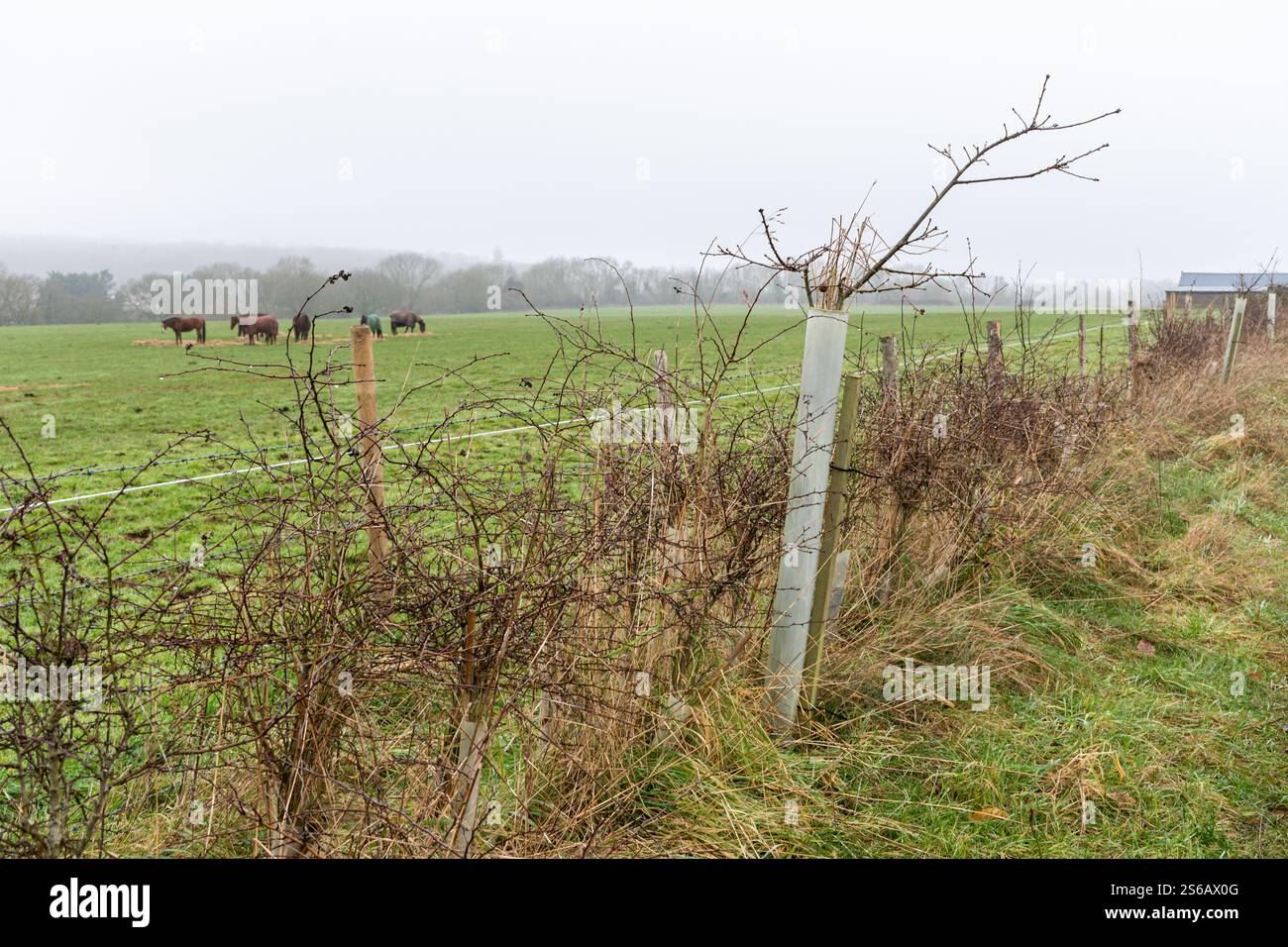 Siepe autoctone piantate intorno al campo con cavalli per migliorare la biodiversità e la connettività degli habitat, Surrey Hills, Inghilterra, Regno Unito, durante l'inverno Foto Stock