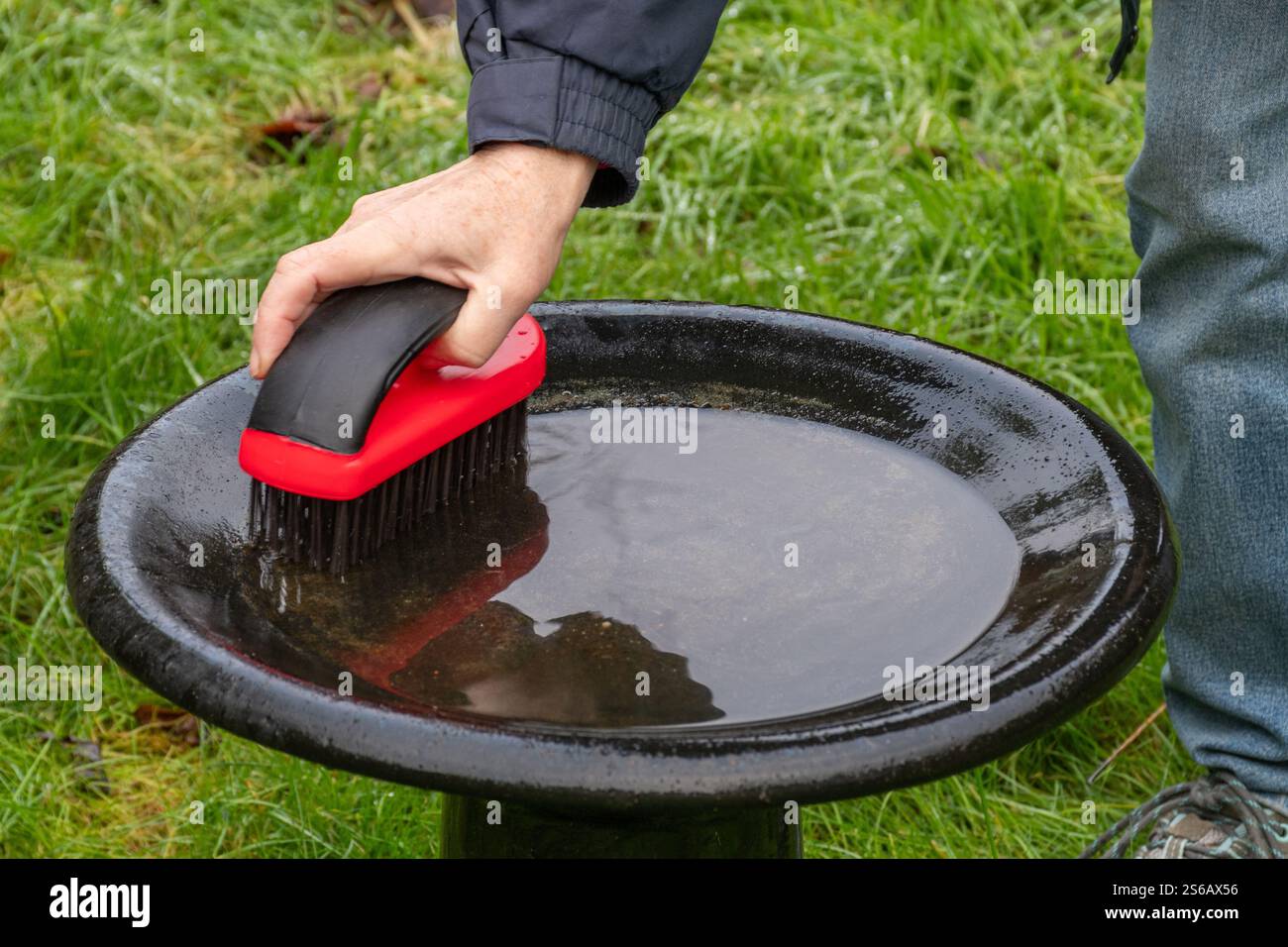 Donna che pulisce un bagno di uccelli con una spazzola metallica durante l'inverno, Inghilterra, Regno Unito Foto Stock