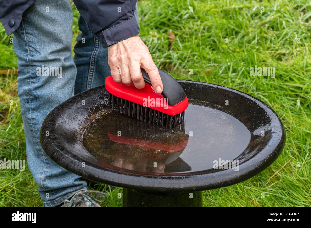Donna che pulisce un bagno di uccelli con una spazzola metallica durante l'inverno, Inghilterra, Regno Unito Foto Stock