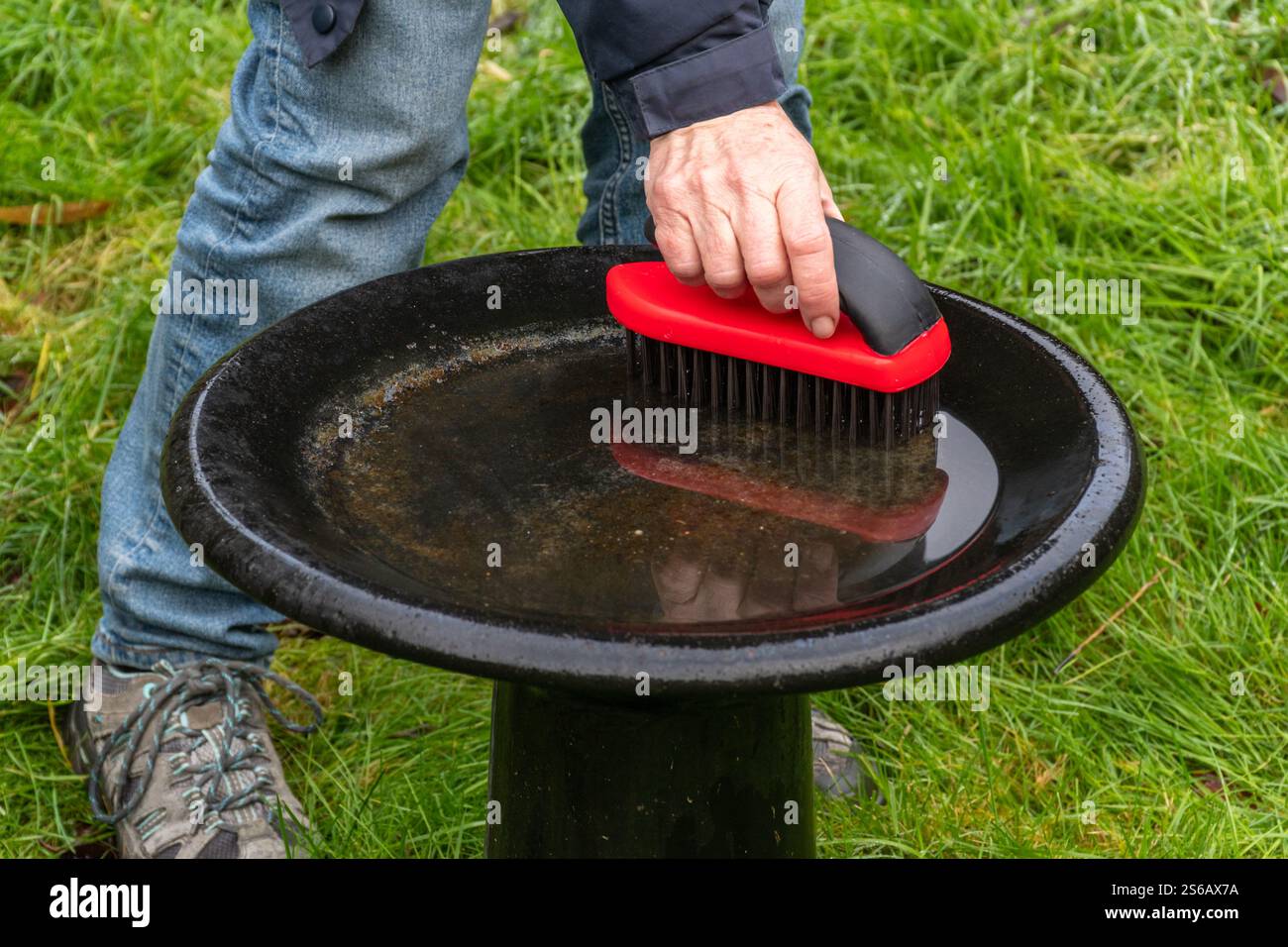 Donna che pulisce un bagno di uccelli con una spazzola metallica durante l'inverno, Inghilterra, Regno Unito Foto Stock