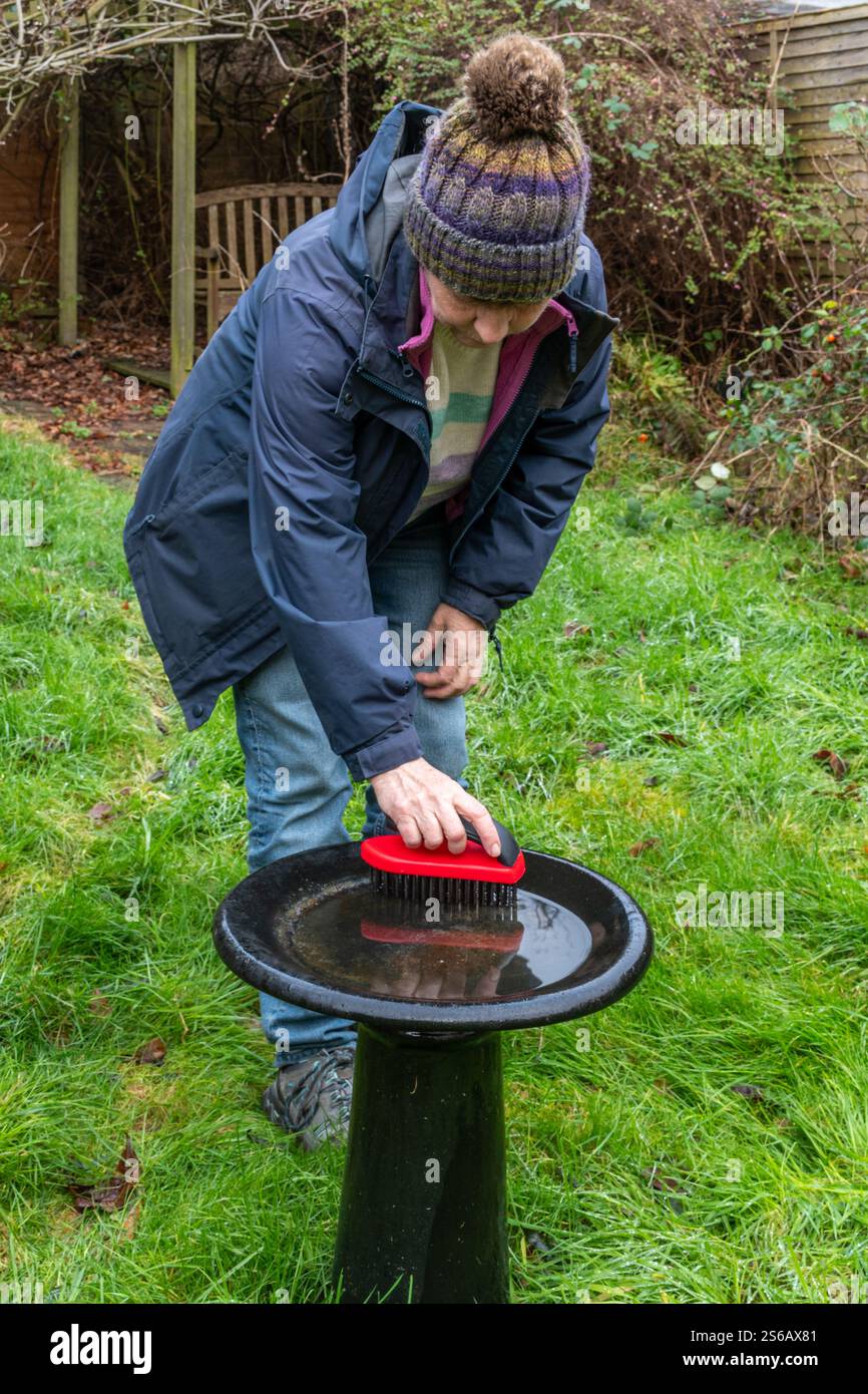 Donna che pulisce un bagno di uccelli con una spazzola metallica durante l'inverno, Inghilterra, Regno Unito Foto Stock