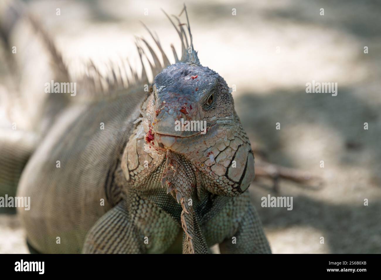 ritratto frontale di un'inguana verde Foto Stock