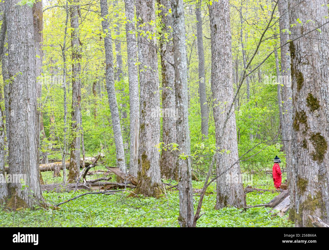Un bambino si avventurerà nella foresta fiabesca nella vegetazione primaverile di Raasepori, nel sud-ovest della Finlandia Foto Stock