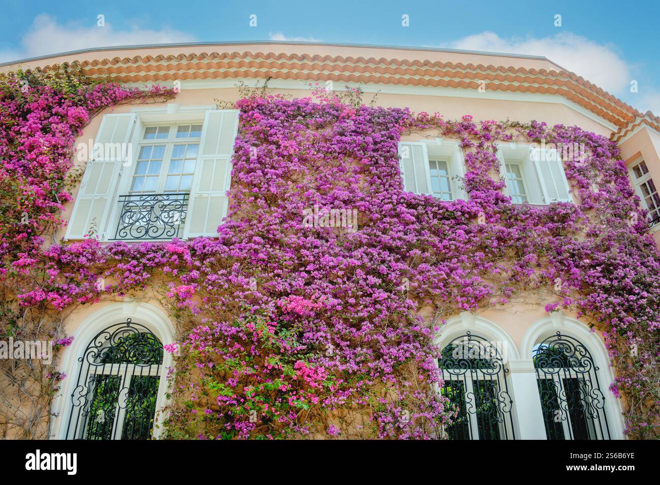 Splendidi vigneti fioriti all'esterno dell'edificio, Villa Ephrussi de Rothschild, Saint-Jean-Cap-Ferrat, Francia Foto Stock