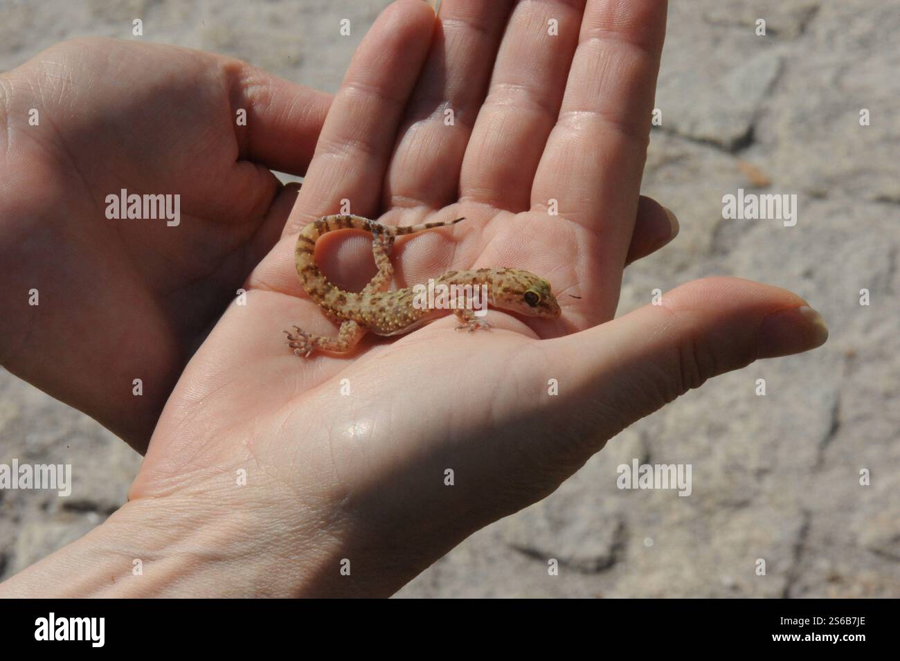 Mediterranean house gecko Foto Stock