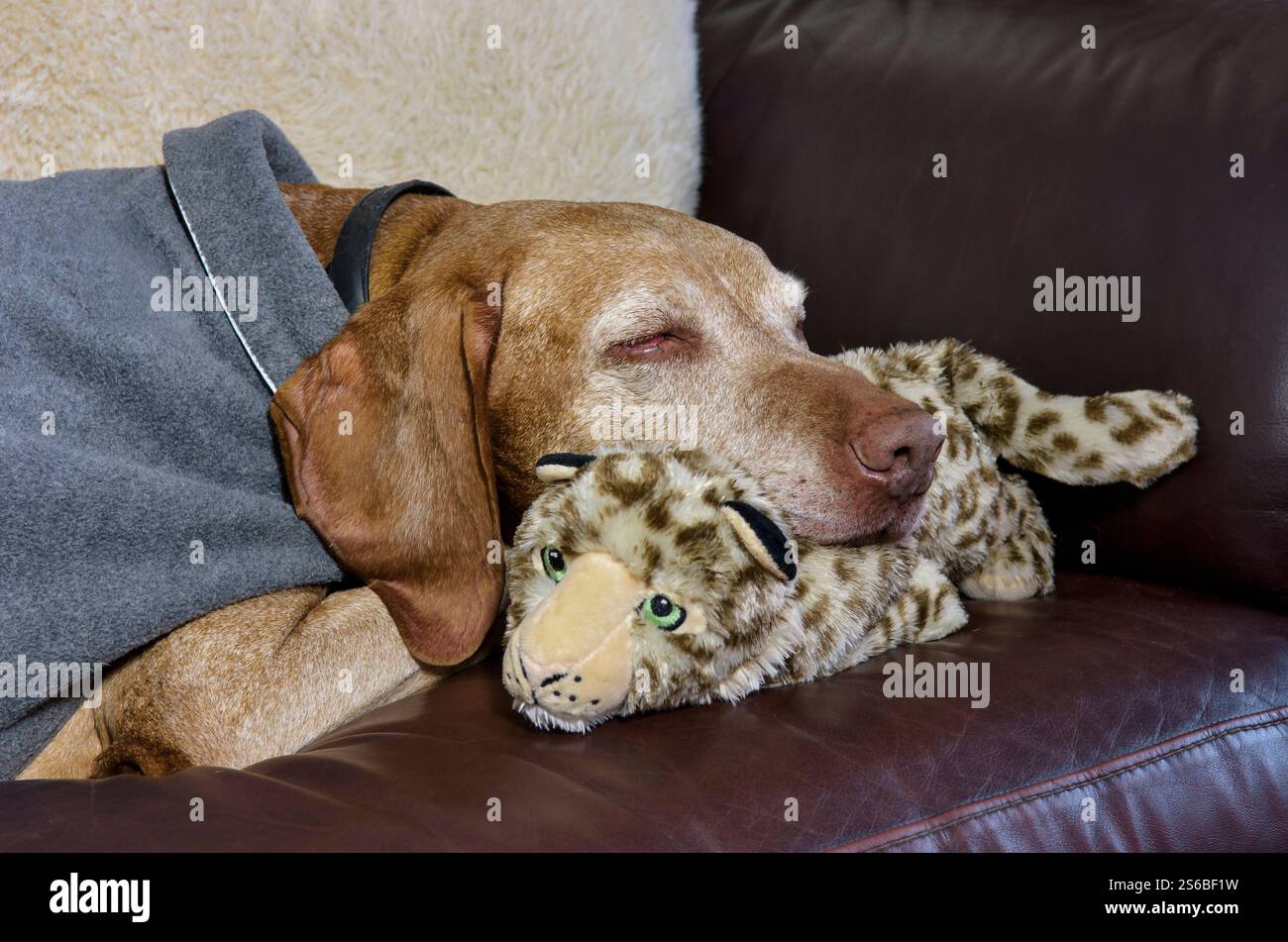 Maschio anziano ungherese Vizsla Dog che dorme con il suo giocattolo preferito sul divano con un cappotto per cani Foto Stock