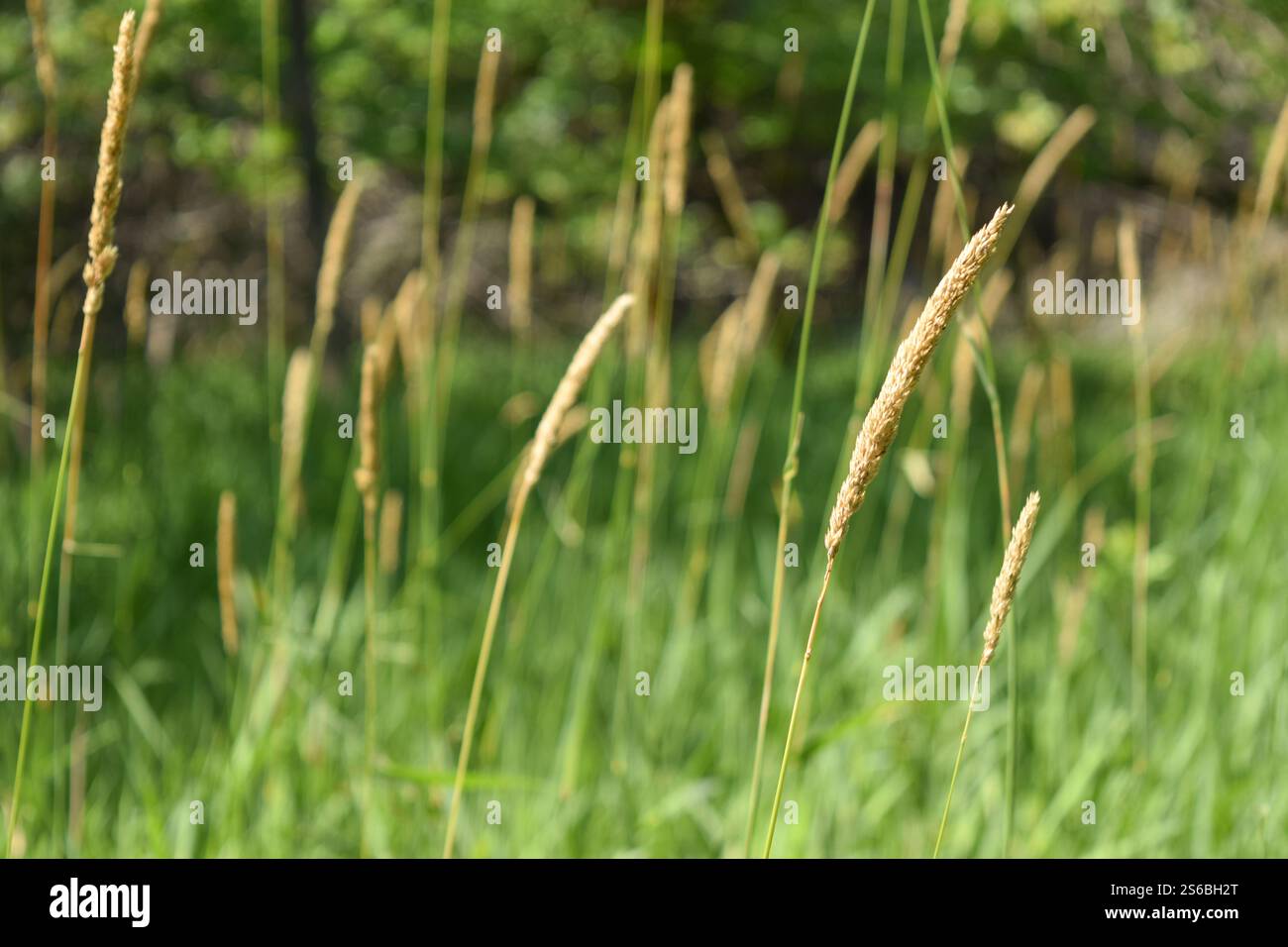 erba della prateria che soffia nel vento Foto Stock