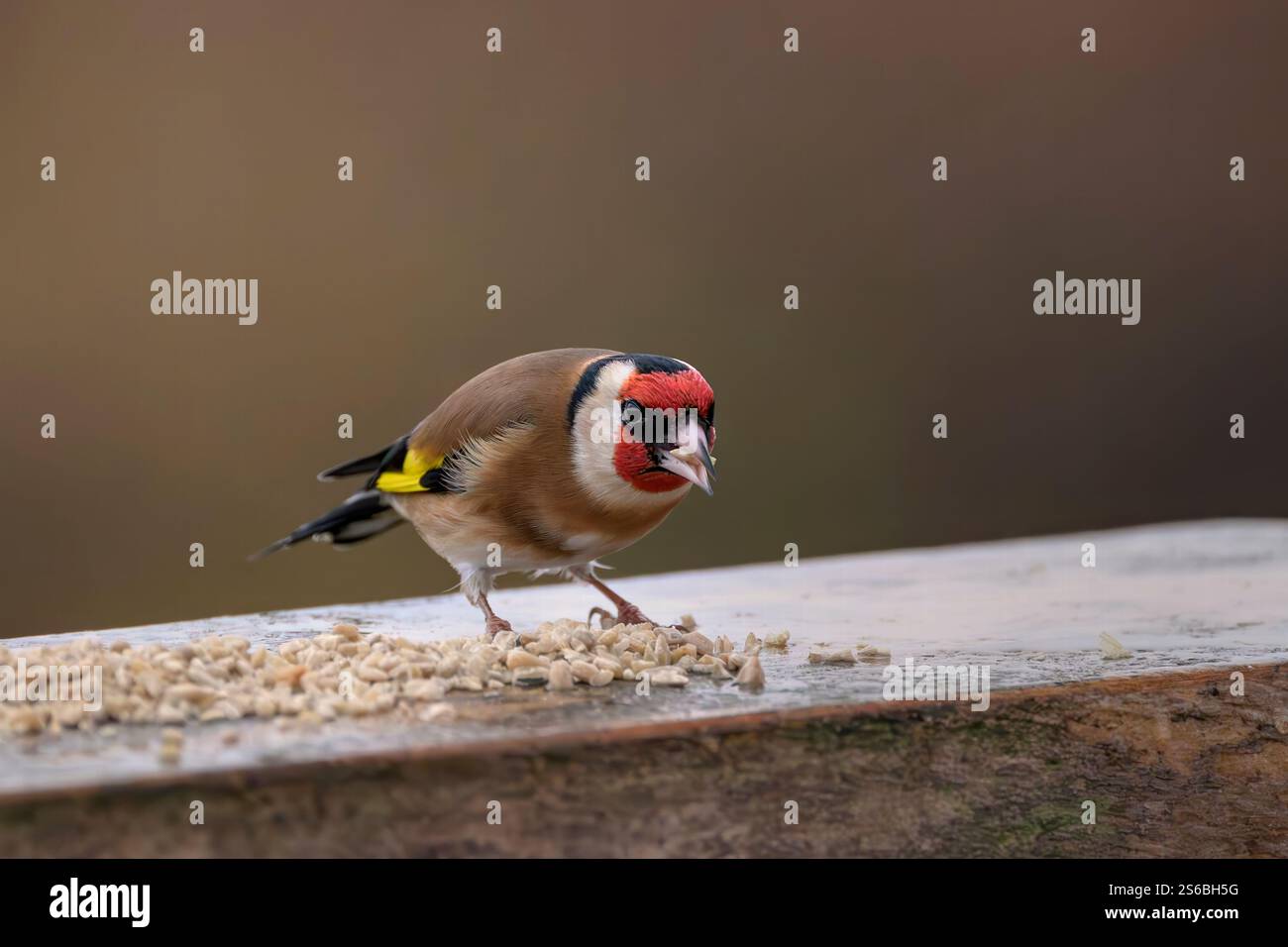 Goldfinch europeo che si nutre di cuori di girasole su recinzione a Somerset, Regno Unito Foto Stock