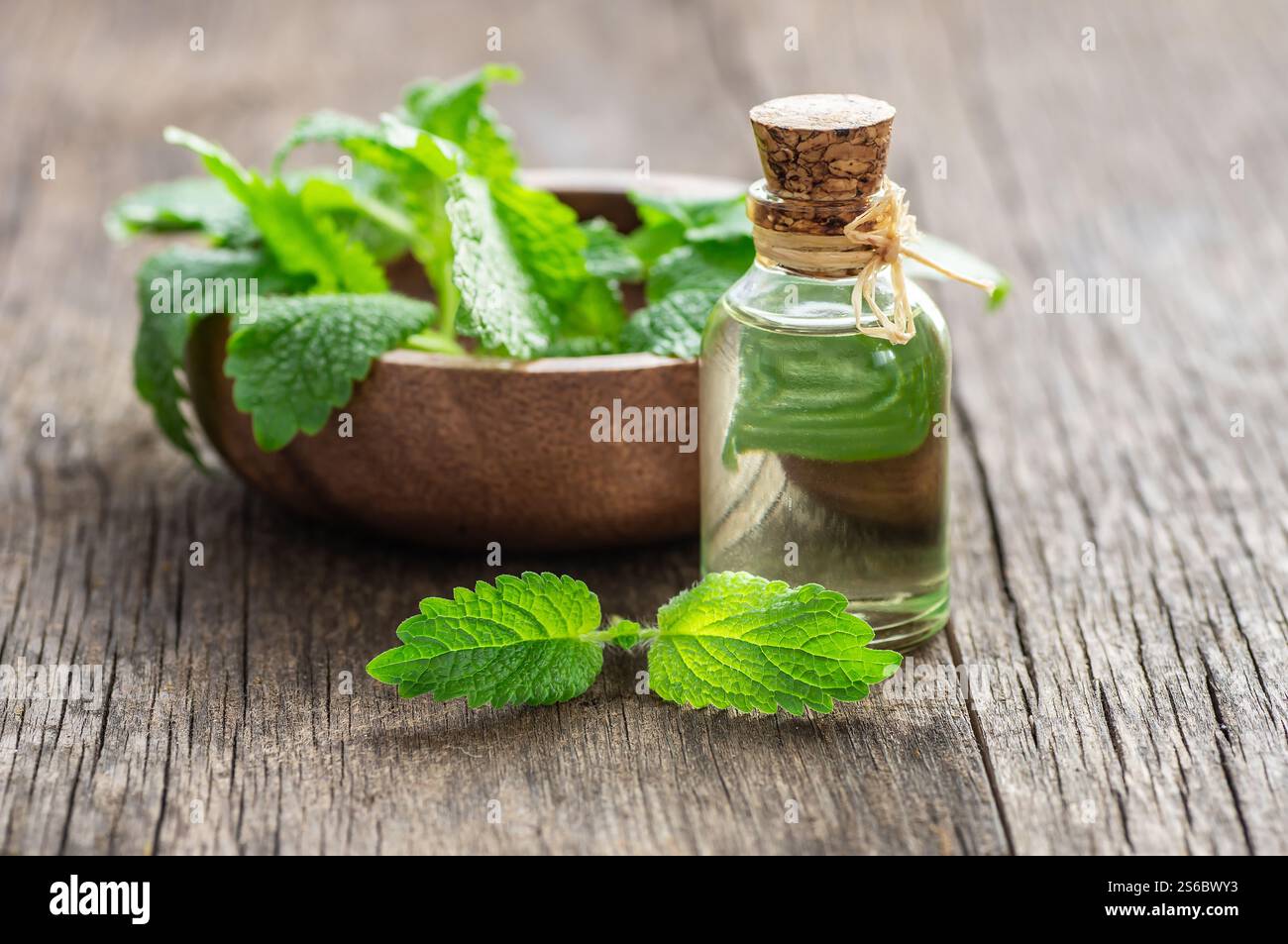 Bottiglia in vetro di olio essenziale di melissa (balsamo del limone) con foglie di melissa fresche, concetto di erboristeria, aromaterapia Foto Stock
