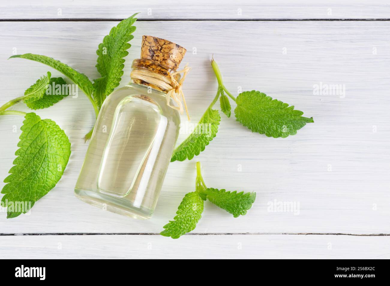 Bottiglia in vetro di olio essenziale di melissa (balsamo del limone) con foglie di melissa fresche, concetto di erboristeria, aromaterapia Foto Stock