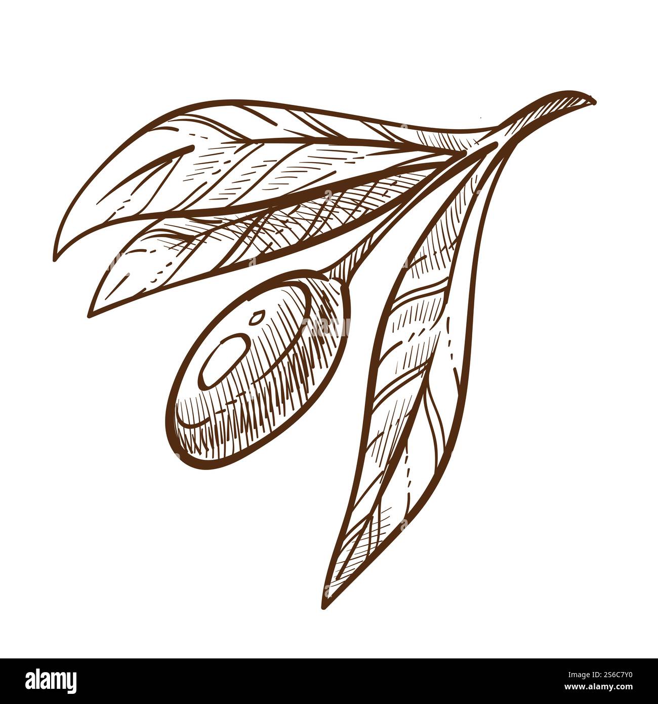 Pianta, ramoscello di olive con foglie, prodotto greco, coltivazione o coltivazione, disegno vettoriale isolato. Botanica, cibo biologico, cucina o cucina. Ingrediente naturale, agricoltura e coltivazione, cucina. Prodotto greco pianta di ramoscello di olivo schizzo isolato Illustrazione Vettoriale